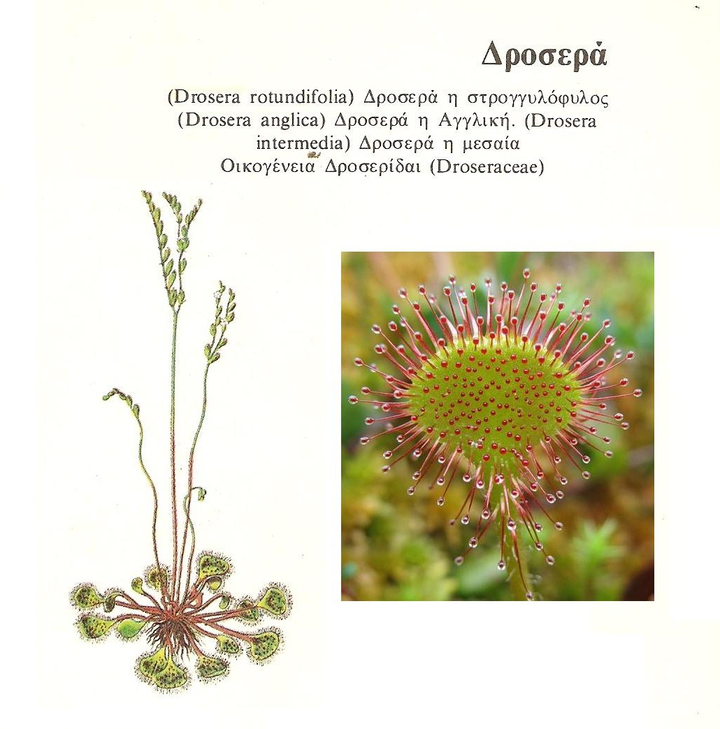 Росянки круглолистная Drosera rotundifolia l.